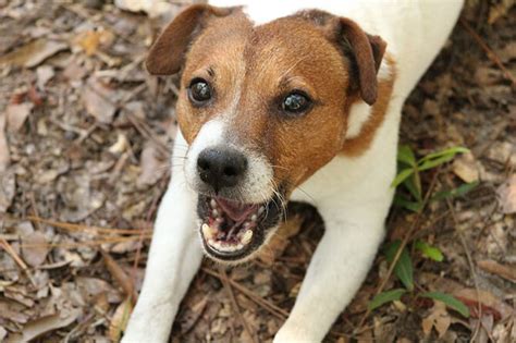 Dog Barking Solutions - Dog Obedience Advice