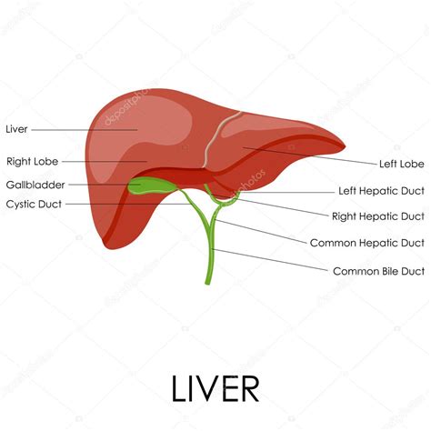 Liver Anatomy Model