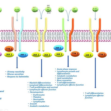 (PDF) The Efficacy and Safety of Abrocitinib as a Treatment Option for Atopic Dermatitis: A ...