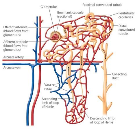 A diagram of the structure of a nephron. The efferent arteriole ...