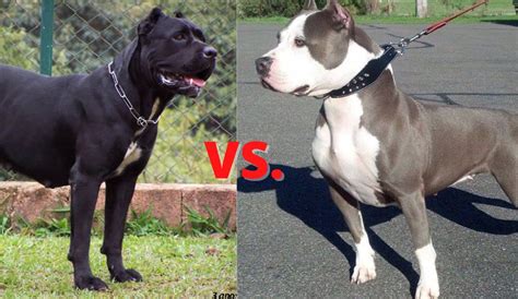 Cane Corso vs. American Pitbull Terrier - Fuzzy Rescue