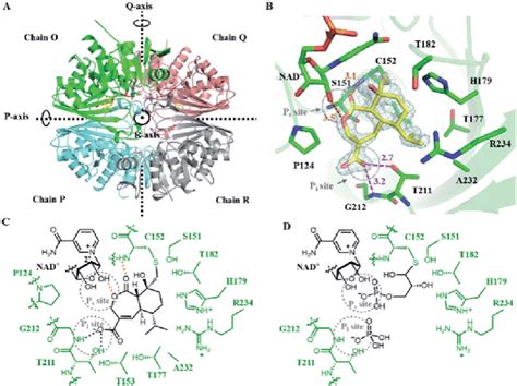 Crystal structure of Hs-GAPDH with HA bound in the active sites. (A ...