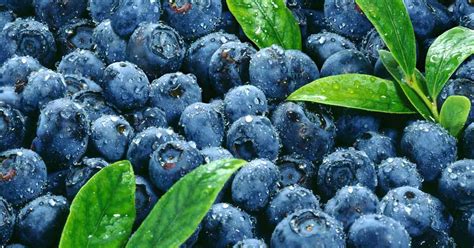 How to Grow, Feed and Harvest Blueberries