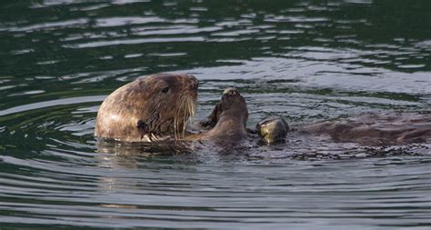 Tool use in sea otters doesn't run in the family | Science News