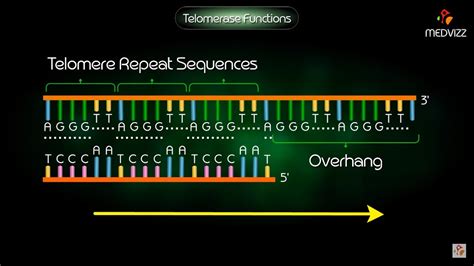 Telomerase Function