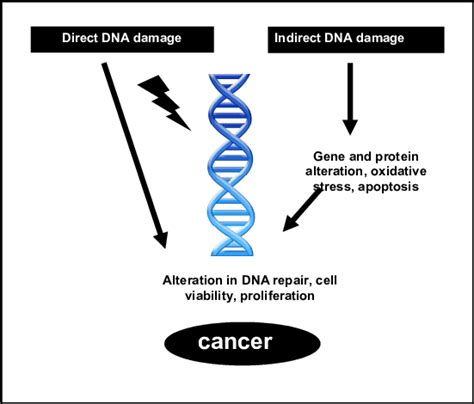 Schematic representation for genotoxic and non-genotoxic carcinogenesis | Download Scientific ...