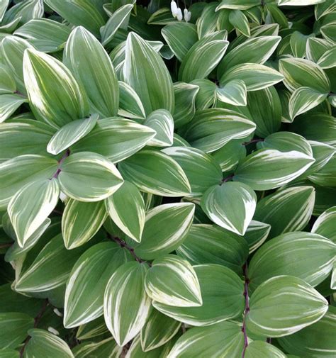 10 Variegated Plants for Every Garden | Triangle Gardener Magazine