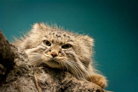 Rare Pallas Cat Facts, Beautifully Wild Feline, aka Manul