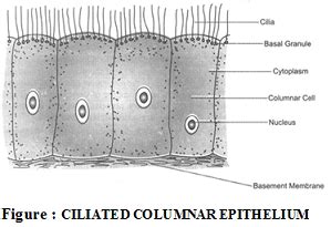 Cilliated Epithelium Biology