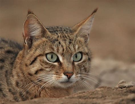 Felis Silvestris Ornata, Asian wildcat ~ Central Asia to India | Small wild cats, Wild cats ...