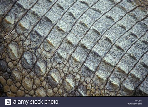 Crocodile Skins High Resolution Stock Photography and Images - Alamy