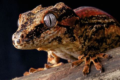 Gargoyle Gecko Facts: Animals of Oceania - WorldAtlas.com