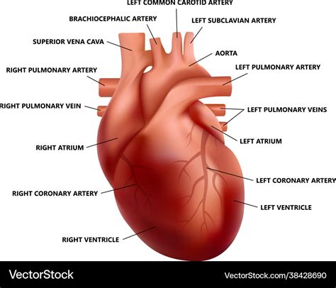 Heart Diagram Labeled