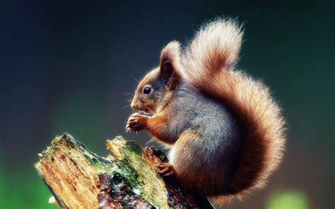 Écureuil mignon sur une branche d'arbre Fonds d'écran | 1920x1200 Fonds ...