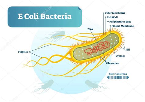 E Coli bacterias vector microbiológico ilustración sección transversal ...