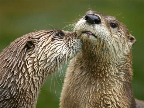 Northern California's River Otters Are Making a Comeback - capradio.org