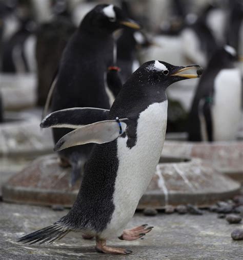 Gentoo penguins begin the breeding season at Edinburgh Zoo ~ Animal news