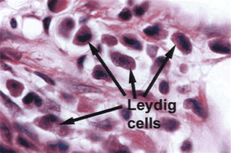 Leydig cells. The interstitial cells of Leydig are located the ...