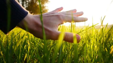 Hand Of Farmer Touching Grass Field. Sunset Magic Hour Light Stock ...