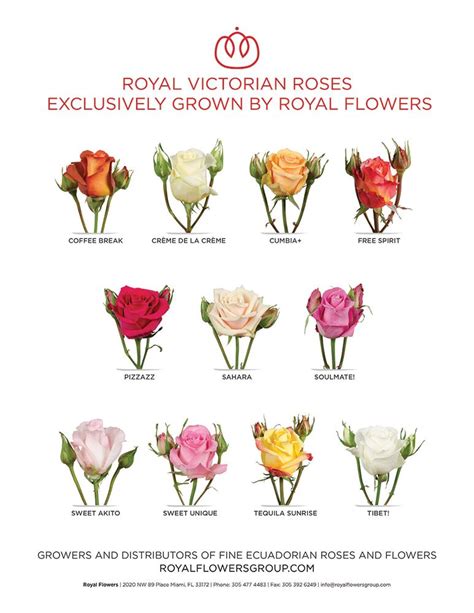 Royal Victorian roses are extremely unique due to the lateral buds kept ...