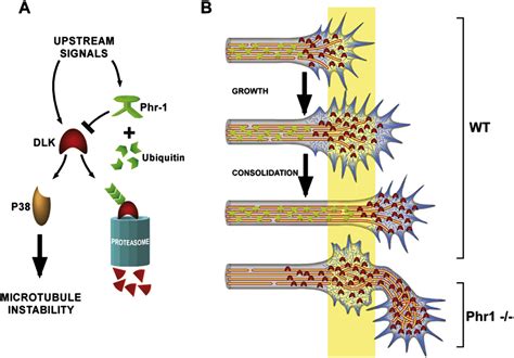 Figure 2 from Synapses and Growth Cones on Two Sides of a Highwire ...