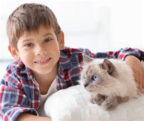 5 Best Domestic Cat Breeds for Families - PetDT