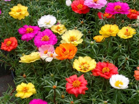 How to Grow Portulaca grandiflora | Moss rose plants propagation and care - Naturebring