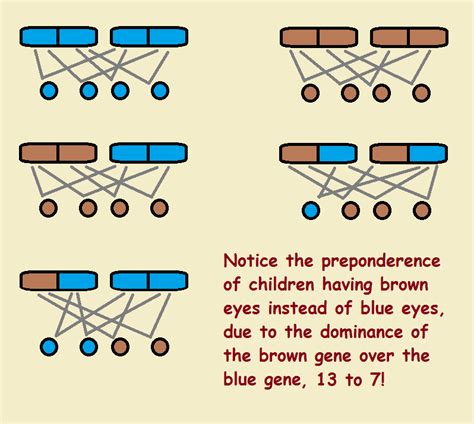 Dominant And Recessive Eye Color Chart