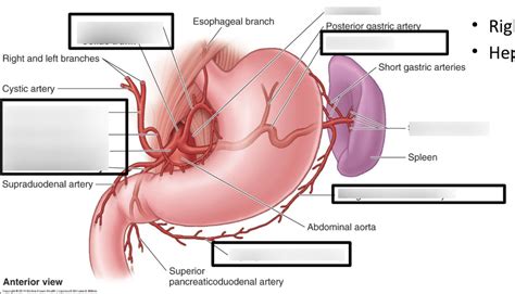 Celiac trunk arterial branches - Labeling Diagram | Quizlet