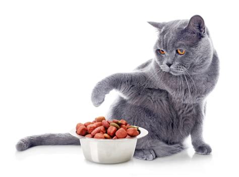 Change of diet for cats | zooplus Magazine