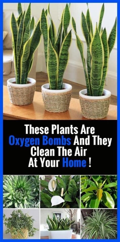 These Plants Are Oxygen Bombs And They Clean The Air At Your Home ! in ...