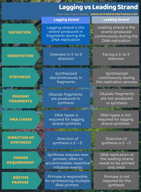 Difference between okazaki fragment and lagging strand - Olfevalley