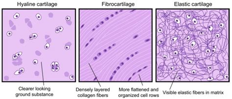 Cartilage Histology