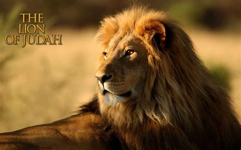 Lion Of Judah Wallpapers - Wallpaper Cave