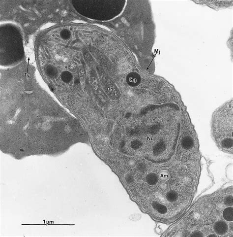 Structures of Toxoplasma gondii Tachyzoites, Bradyzoites, and Sporozoites and Biology and ...