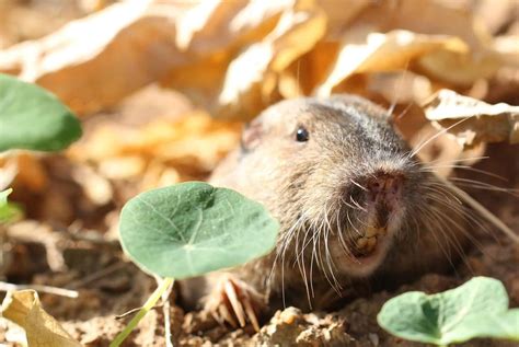 Gopher Animal Facts | Geomys bursarius | AZ Animals