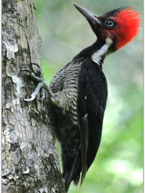 Pin on Birds: Piciformes