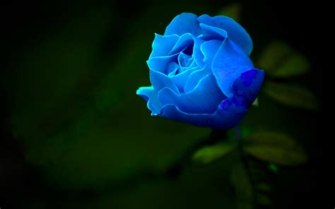 Blue Rose Wallpaper HD | PixelsTalk.Net