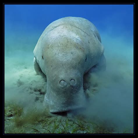 133 best Manatees and Dugongs images on Pinterest | Manatees, Nature ...