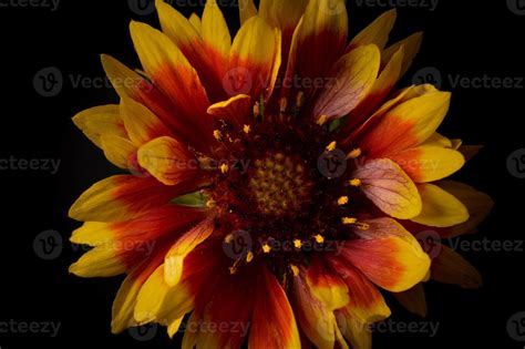 Gaillardia, grandiflora hybrid red and yellow flower, close up 14953849 ...