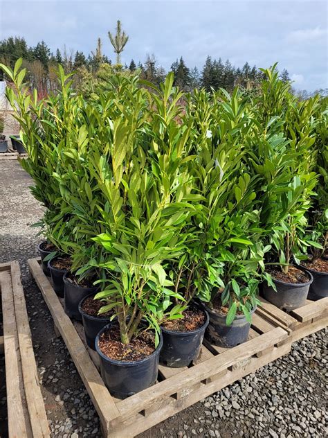 Buy Prunus laurocerasus 'Schipkaensis' Schip laurel Gallon | Conifer Kingdom