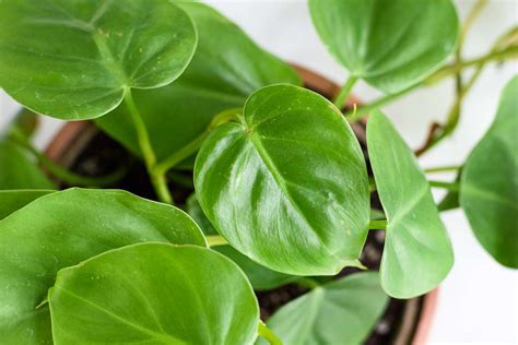 Philodendron Varieties: How to Grow Indoors