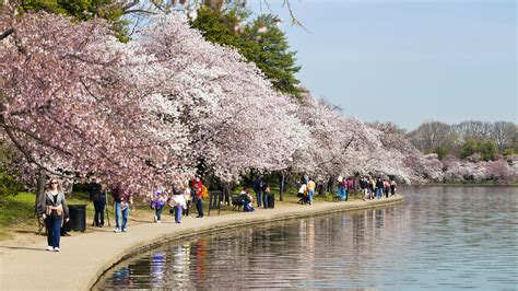 Cherry Blossom Festival In Washington DC, USA - Consumer Energy Alliance