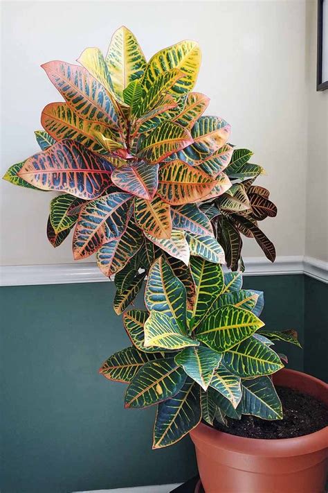 How to Cultivate Croton Plants Indoors | Gardener’s Path | Plantas no banheiro, Plantas indoor ...