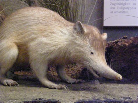 Solenodon genome reveals convergent evolution of venom in eulipotyphlan ...