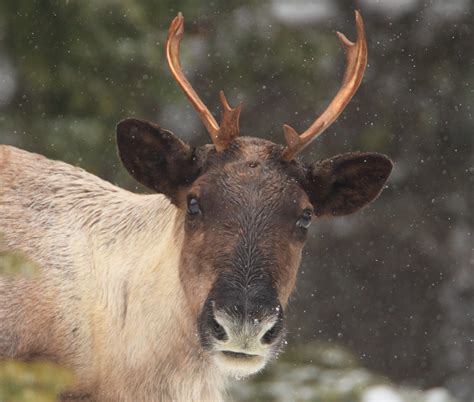 Joint Statement: Canadian government's first long-awaited critical habitat progress report shows ...