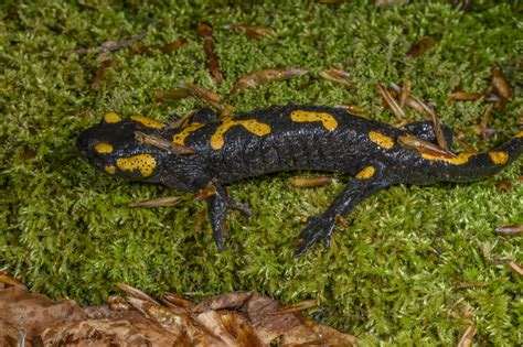 Fire salamander - Stock Image - C057/4450 - Science Photo Library