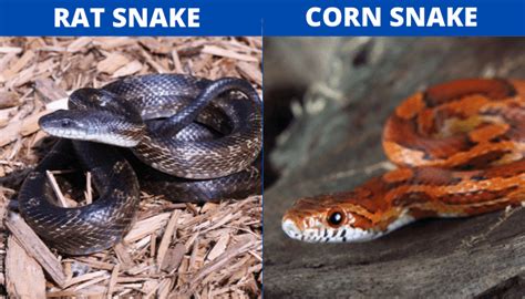 Rat Snake Vs Corn Snake (Behavior, Diet, Habitat, Adopting As Your Pet) - Animal Nerdz