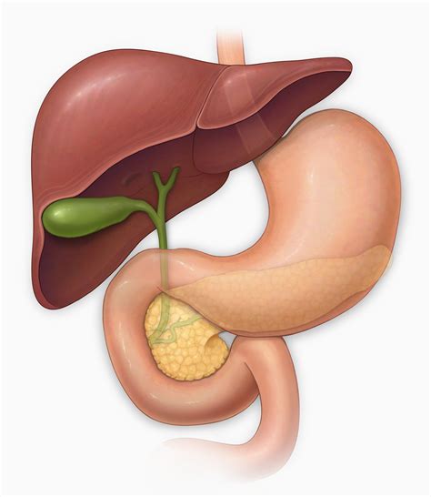 Bile Duct Cancer Symptoms and Treatment