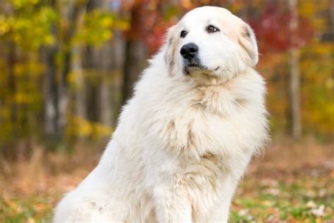 Great Pyrenees [9 Facts About The Noble Pyrenean Mountain Dog] | All Things Dogs